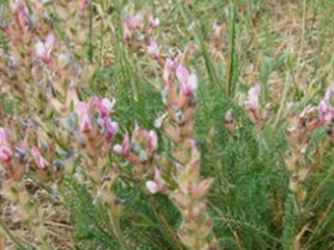 ��Ҷ����