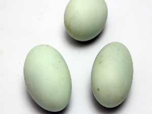 Ѽ������ʳ��