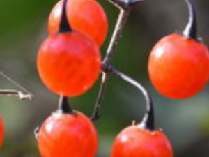 ���Ϻ춹ޢ��