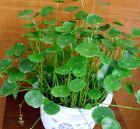 <a href='https://www.zhongyao360.com/z/jinqiancao/' target='_blank'>��Ǯ��</a>_��Ǯ�����ν�ʯ��_��Ǯ�ݵĹ�Ч������|��������|�÷�����