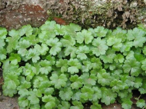 ������Ǯ��