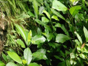 �ϻ�����Ƥ