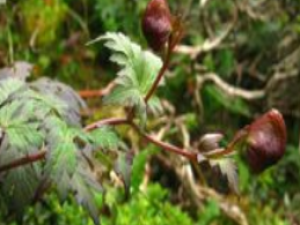 ���ǲ���