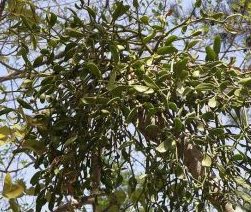 ɣ������ʳ�÷���