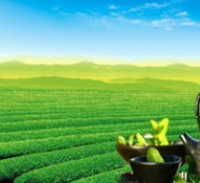 ����ҩ��ʲô������