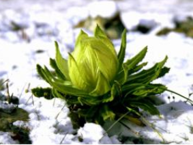 �컨ѩ����