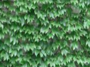 ��β��ɽ��