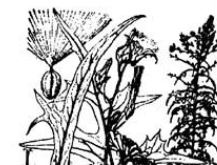 ����ɽݫ��