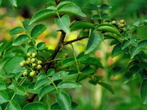 ��Ҷ����