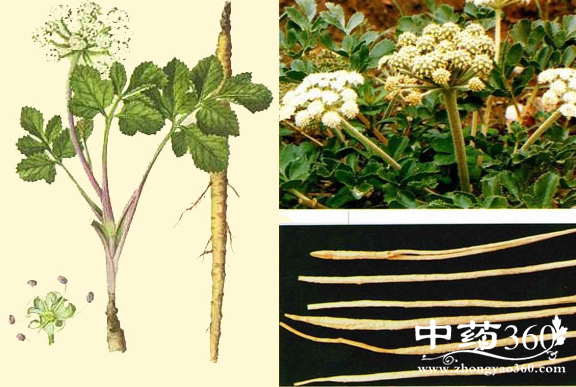 ɳεĹЧüʳ÷| ɳκɳε