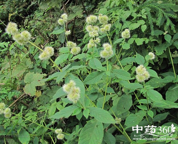 ţϥĹЧ|ʳ÷|ʹý ţϥͻţϥ