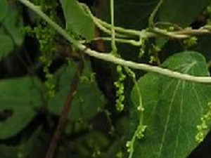 С������