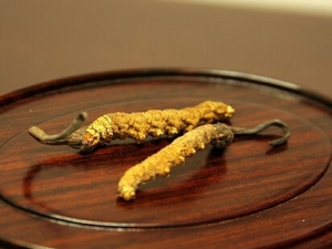 ʲô˲ܳԳݣʳóݵĽȺ