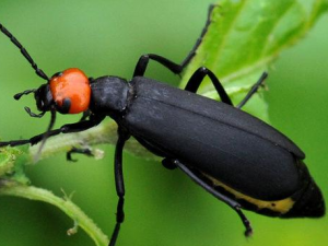 ����ͤ��