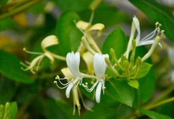 ����������Щ��Ч