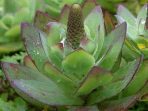 �ƻ�����