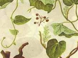 ����׷��ɢ