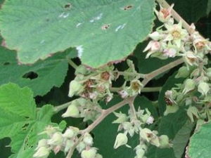 �����ݸ�