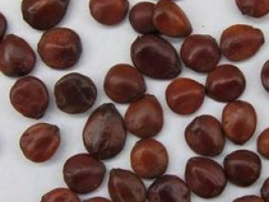 �����Ŷ������Ĳ�Ʒ