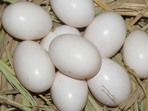 ���ӵ���Ӫ����ֵ|��Ч��ʳ�ý���_���ӵ�����ѡ