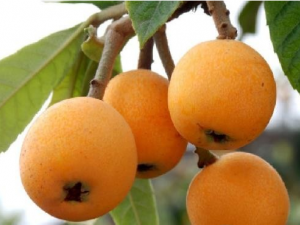 ������Ҷ�Ĺ�Ч�����ü��䷽_������Ҷ�ļ��𼰽���