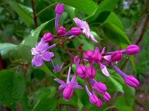 ���㻨ʲôʱ��|���㻨���������������㻨��ҩ�ü�ֵ