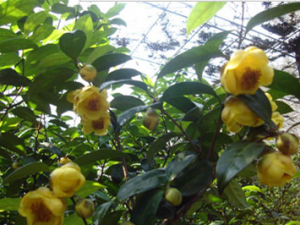 �ھյĲɼ����䷽|�ھյĹ�Ч������