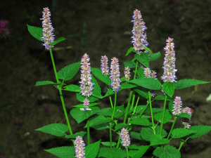 ޽��Ҷ�Ĺ�Ч���ü�ѡ��