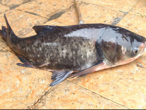 ͷ_ͷ|ˮͷ_ͷͼƬ|ͷĹЧ