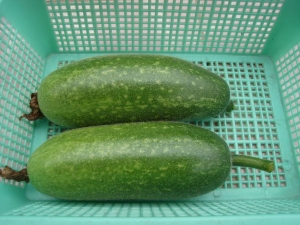 �ڹϵ�����|�ڹ���_�ڹ����� �ڹϵ���ֲ����