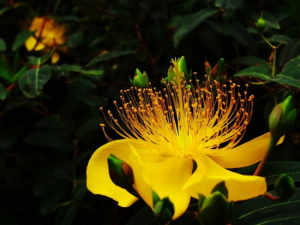 ��Ҷ��˿��