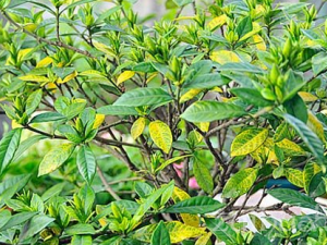 ���滨�Ĺ�Ч������ ��ֳ����|Ҷ�ӷ���