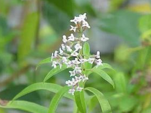 �������޲ݵĹ�Ч������