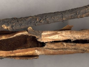 �㶫��ͩƤ�Ĺ�Ч������ ��ͩƤ�ļ���