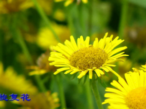 ���Դ��ٲ�ʳ Ʀ����ͨ��ô�� ������ɢ�κ���