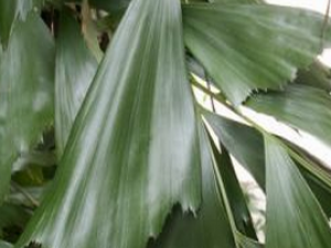 ��β����