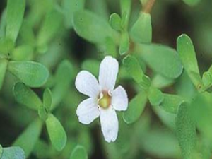 ����ĸ��