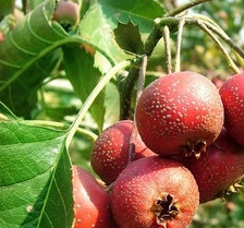 ɽ髵Ĺ�Ч����