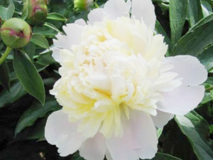 ����ҩ�Ĺ�Ч������