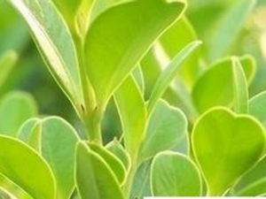 ��Ҷ��ݵĹ�Ч������