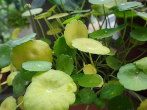 ͭǮ�ݵ����� ͭǮ��Ҷ�ӷ��� ͭǮ����ô��