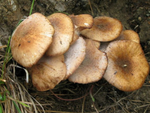 ���Ӷ�Ģ��ô���� ���Ӷ�Ģ������ ���Ӷ�Ģ����ѡ