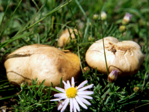 ����Ƭ��Ģ��