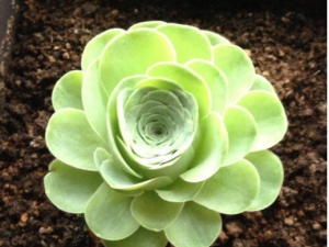 ɽõ廨ʲô ɽõƷЩ ɽõô