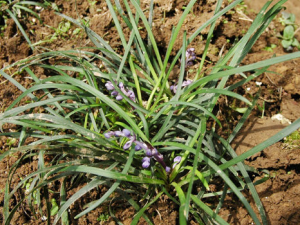 ������ô�� ���Դ��������߻��� �����߻�����÷�����