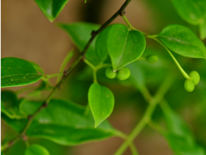 ��ҩС������ٸ�