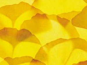 ����ҶƬ�Ĺ�Ч������ ����ҶƬ��ҩ�ü�ֵ