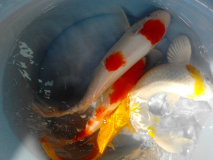 �����ѡ�����彡�����޺���