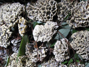 �ɰ;���Ӫ����ֵ �ɰ;���������ȫ