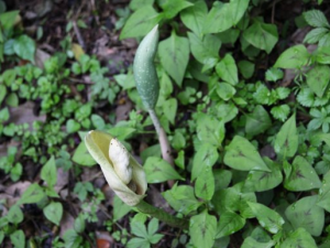 ��Ҷ�䶹�˵Ĺ�Ч������ ���Ƚⶾɢ������